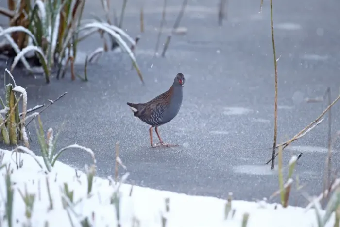 Framed Print : Water Rail (Rallus aquaticus) adult, standing on ice during snowfall, Strumpshaw Fen RSPB Reserve, River Yare Framed Print : Water Rail (Rallus aquaticus) adult, standing on ice during snowfall, Strumpshaw Fen RSPB Reserve, River Yare