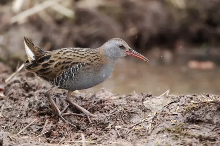 Framed Print : Water Rail (Rallus aquaticus) adult, foraging in mud at edge of water, Warwickshire, England, february