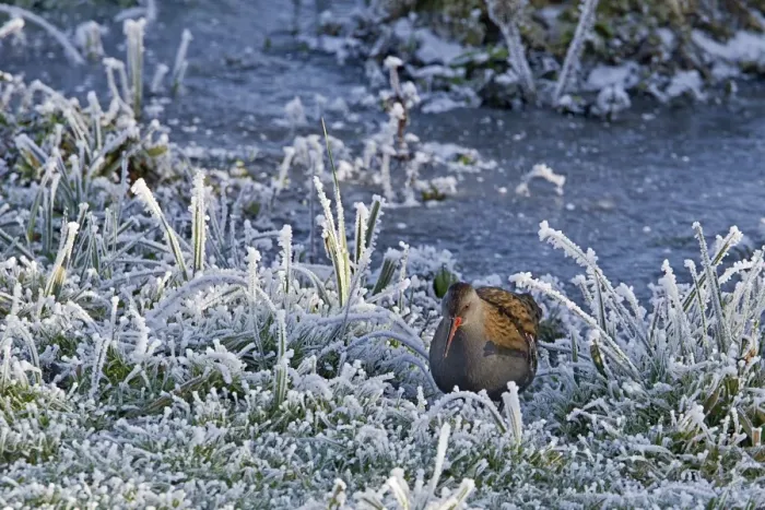 Framed Print : Water Rail (Rallus aquaticus) adult, foraging amongst frosted vegetation at edge of lake, Worcestershire, England, december Framed Print : Water Rail (Rallus aquaticus) adult, foraging amongst frosted vegetation at edge of lake, Worcestershire, England, december