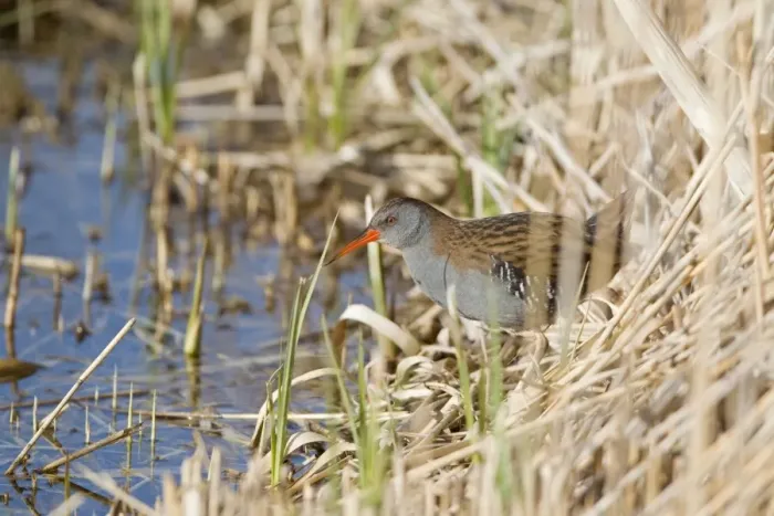 Framed Print : Water Rail (Rallus aquaticus) adult, standing at edge of reedbed, Minsmere RSPB Reserve, Suffolk, England, march