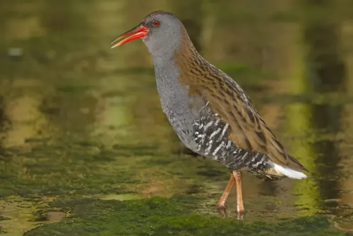Framed Print : Water Rail (Rallus aquaticus) adult, calling, standing in open water, Northern Spain, may Framed Print : Water Rail (Rallus aquaticus) adult, calling, standing in open water, Northern Spain, may