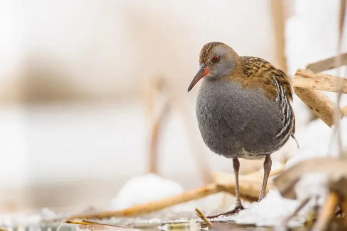 Framed Print : Water Rail (Rallus aquaticus) adult, foraging on snow covered ice, Racconigi, Cuneo Province, Piedmont, Italy, February Framed Print : Water Rail (Rallus aquaticus) adult, foraging on snow covered ice, Racconigi, Cuneo Province, Piedmont, Italy, February