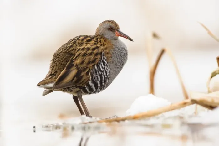 Framed Print : Water Rail (Rallus aquaticus) adult, foraging on snow covered ice, Racconigi, Cuneo Province, Piedmont, Italy, February Framed Print : Water Rail (Rallus aquaticus) adult, foraging on snow covered ice, Racconigi, Cuneo Province, Piedmont, Italy, February