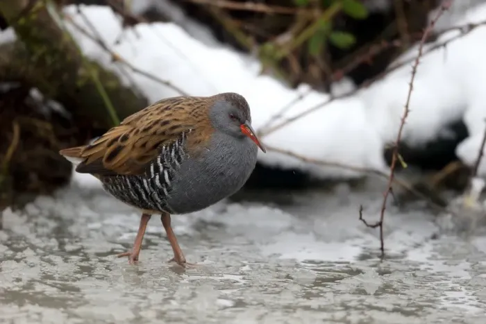 Framed Print : Water Rail (Rallus aquaticus) adult, standing in partially frozen water, Warwickshire, England, January Framed Print : Water Rail (Rallus aquaticus) adult, standing in partially frozen water, Warwickshire, England, January