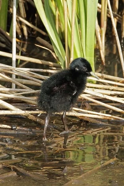 Water Rail (Rallus aquaticus) chick, walking in shallow water along edge of reedbed, Minsmere RSPB Reserve, Suffolk
