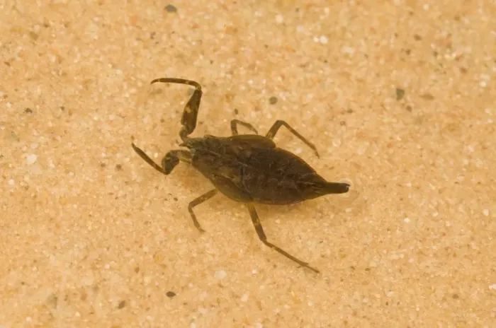 Framed Print : Water Scorpion (Nepa cinerea) immature, in shallow water, Norfolk, England, july