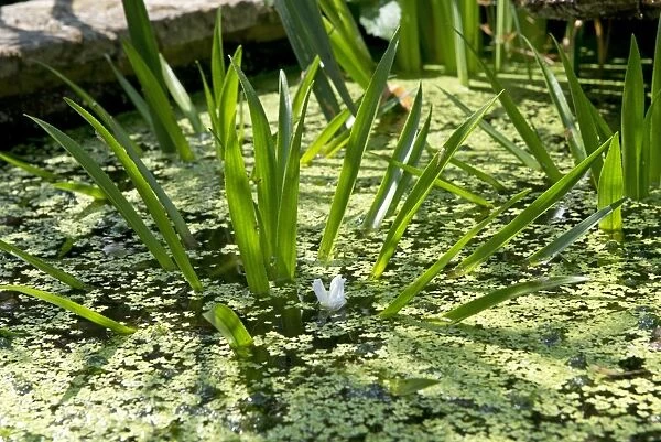 Water soldier, Stratiotes aloides, flowering plants with lesser duckweed in ornamental pond