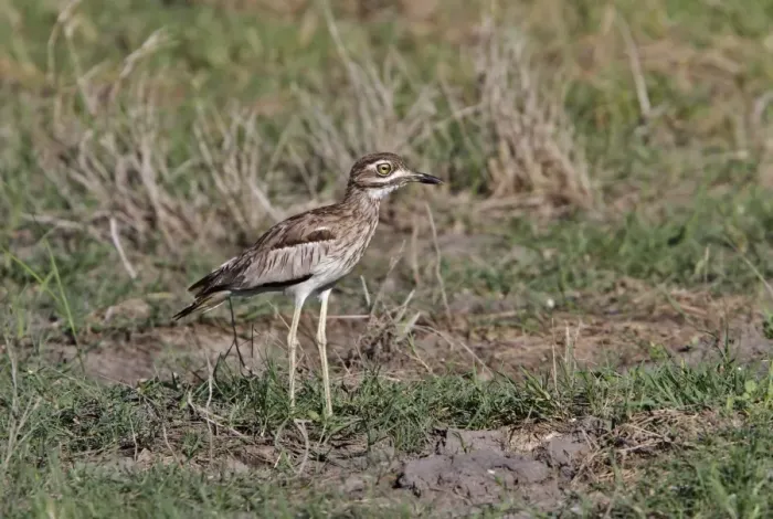 Framed Print : Water Thick-knee also known as Water Dikkop near Kwara, Botswana Framed Print : Water Thick-knee also known as Water Dikkop near Kwara, Botswana