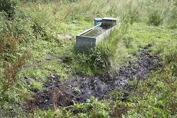 Water trough with poached mud, on wet pasture in river valley fen, Redgrave and Lopham Fen, Waveney Valley, Suffolk