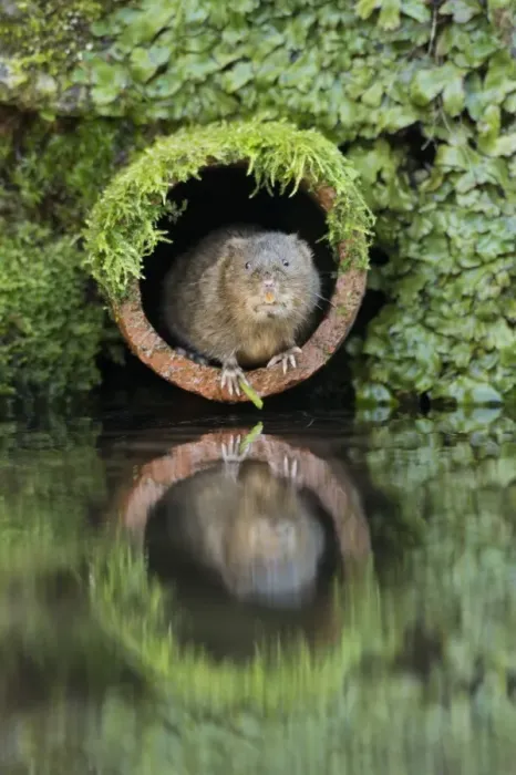 Framed Print : Water Vole (Arvicola amphibius) adult, emerging from drainage pipe, Kent, England, December Framed Print : Water Vole (Arvicola amphibius) adult, emerging from drainage pipe, Kent, England, December