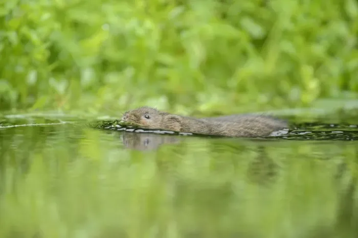 Framed Print : Water Vole (Arvicola amphibius) adult, swimming, Kent, England, September