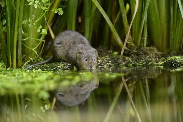 Water Vole (Arvicola amphibius) adult, standing at edge of water, Kent, England, September