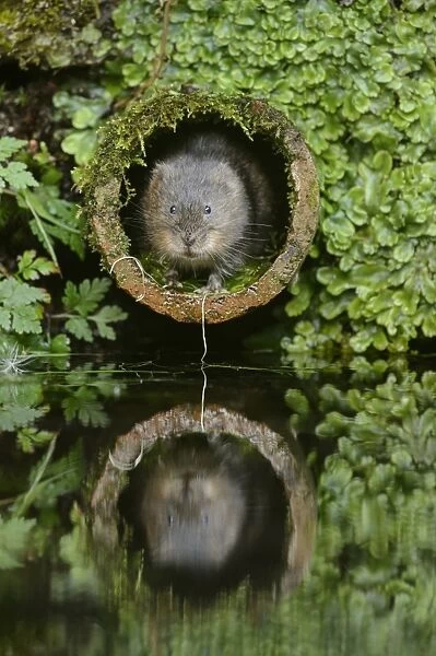 Water Vole (Arvicola amphibius) adult, emerging from drainage pipe, Kent, England, September