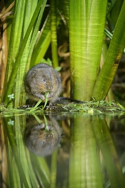 Water Vole (Arvicola amphibius) adult, feeding on grass at edge of water, Kent, England, August