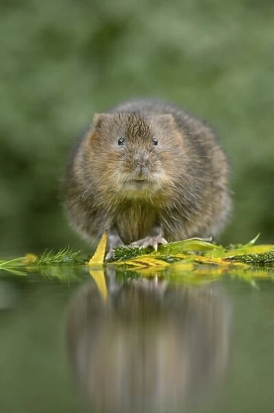 Water Vole (Arvicola amphibius) adult, standing at edge of water, Kent, England, November