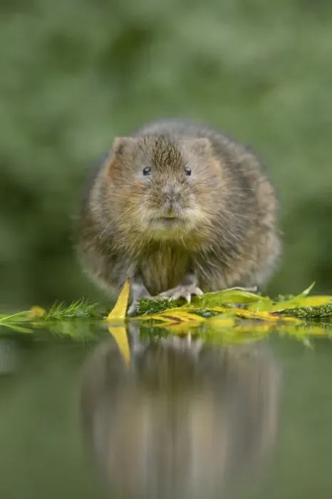 Framed Print : Water Vole (Arvicola amphibius) adult, standing at edge of water, Kent, England, November