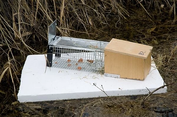 Water Vole (Arvicola terrestris) baited trap on polystyrene float in reedbed ditch