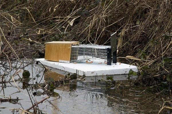 Water Vole (Arvicola terrestris) baited trap on polystyrene float in reedbed ditch