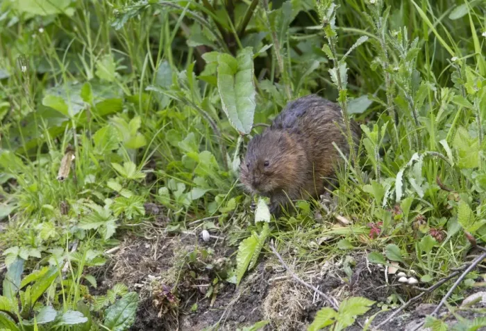 Framed Print : Water Vole (Arvicola terrestris) adult, feeding on riverbank, Derbyshire, England, may Framed Print : Water Vole (Arvicola terrestris) adult, feeding on riverbank, Derbyshire, England, may