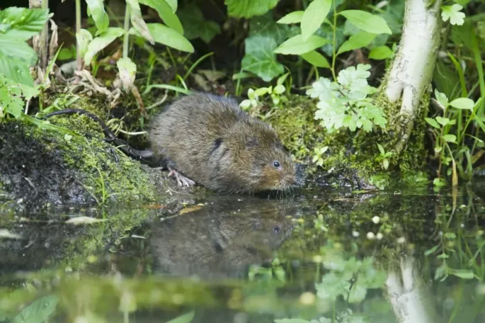 Framed Print : Water Vole (Arvicola terrestris) adult, standing on riverbank at edge of water, Sussex, England, july Framed Print : Water Vole (Arvicola terrestris) adult, standing on riverbank at edge of water, Sussex, England, july