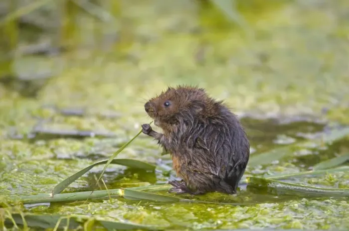 Framed Print : Water Vole (Arvicola terrestris) adult, feeding on reed leaf, Norfolk, England, august Framed Print : Water Vole (Arvicola terrestris) adult, feeding on reed leaf, Norfolk, England, august