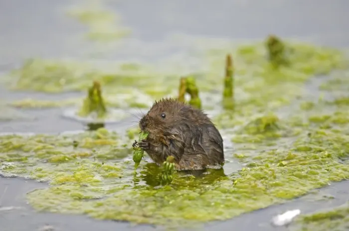 Framed Print : Water Vole (Arvicola terrestris) adult, feeding on waterweed, Norfolk, England, august Framed Print : Water Vole (Arvicola terrestris) adult, feeding on waterweed, Norfolk, England, august