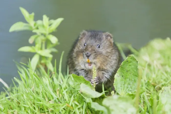 Framed Print : Water Vole (Arvicola terrestris) adult, feeding on plantain, standing on riverbank, Sussex, England, july Framed Print : Water Vole (Arvicola terrestris) adult, feeding on plantain, standing on riverbank, Sussex, England, july