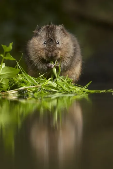 Framed Print : Water Vole (Arvicola terrestris) adult, feeding on leaves with reflection in water, Kent, England Framed Print : Water Vole (Arvicola terrestris) adult, feeding on leaves with reflection in water, Kent, England