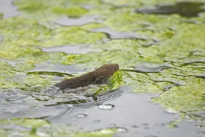 Framed Print : Water Vole (Arvicola terrestris) adult, swimming, carrying waterweed in mouth, Norfolk, England, august Framed Print : Water Vole (Arvicola terrestris) adult, swimming, carrying waterweed in mouth, Norfolk, England, august