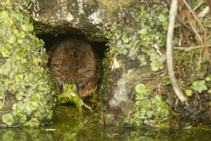 Framed Print : Water Vole (Arvicola terrestris) adult, feeding on leaves, at hole in canal bank, Derbyshire, England, March Framed Print : Water Vole (Arvicola terrestris) adult, feeding on leaves, at hole in canal bank, Derbyshire, England, March