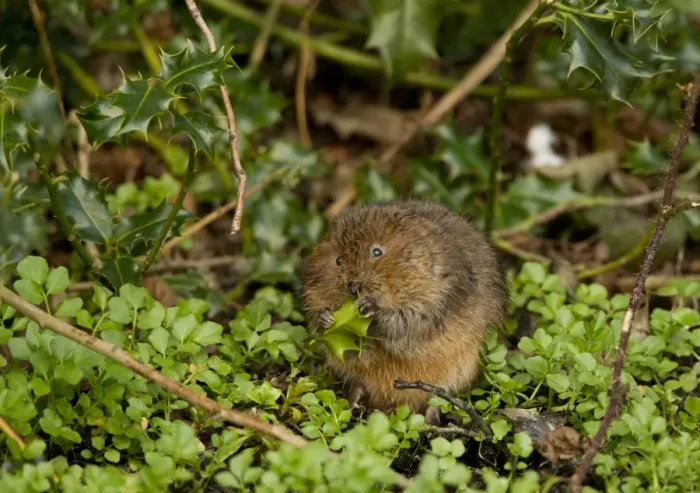 Framed Print : Water Vole (Arvicola terrestris) adult, feeding on holly leaf, Derbyshire, England, March