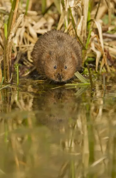 Framed Print : Water Vole (Arvicola terrestris) adult, standing at edge of water, Derbyshire, England, March Framed Print : Water Vole (Arvicola terrestris) adult, standing at edge of water, Derbyshire, England, March
