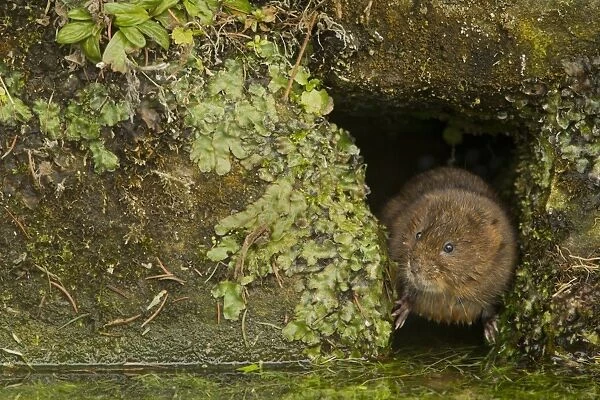 Water Vole (Arvicola terrestris) adult, at hole in canal bank, Derbyshire, England, February