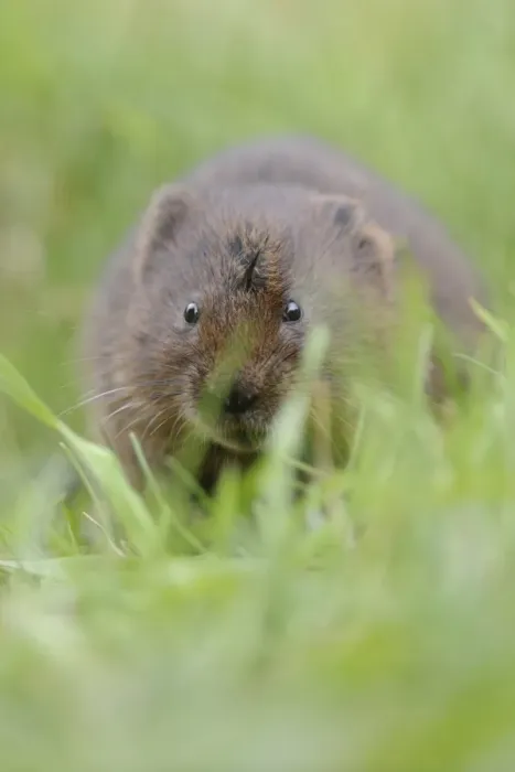 Framed Print : Water Vole (Arvicola terrestris) adult, standing amongst grass on canal bank, Cromford Canal, Derbyshire, England Framed Print : Water Vole (Arvicola terrestris) adult, standing amongst grass on canal bank, Cromford Canal, Derbyshire, England