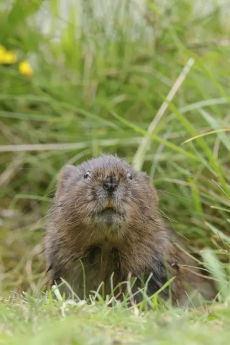Framed Print : Water Vole (Arvicola terrestris) adult, looking out from hole entrance on canal bank, Cromford Canal, Derbyshire Framed Print : Water Vole (Arvicola terrestris) adult, looking out from hole entrance on canal bank, Cromford Canal, Derbyshire