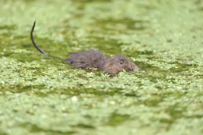 Framed Print : Water Vole (Arvicola terrestris) adult, feeding on waterweed at surface of water, Cromford Canal, Derbyshire, England Framed Print : Water Vole (Arvicola terrestris) adult, feeding on waterweed at surface of water, Cromford Canal, Derbyshire, England