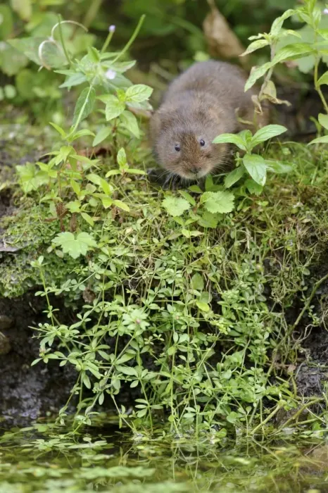 Framed Print : Water Vole (Arvicola terrestris) adult, standing on canal bank, Cromford Canal, Derbyshire, England, August Framed Print : Water Vole (Arvicola terrestris) adult, standing on canal bank, Cromford Canal, Derbyshire, England, August