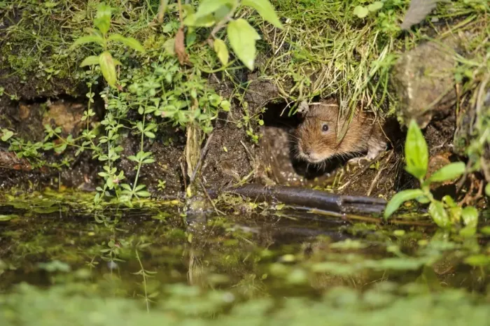 Framed Print : Water Vole (Arvicola terrestris) adult, looking out from burrow entrance on canal bank, Cromford Canal, Derbyshire Framed Print : Water Vole (Arvicola terrestris) adult, looking out from burrow entrance on canal bank, Cromford Canal, Derbyshire
