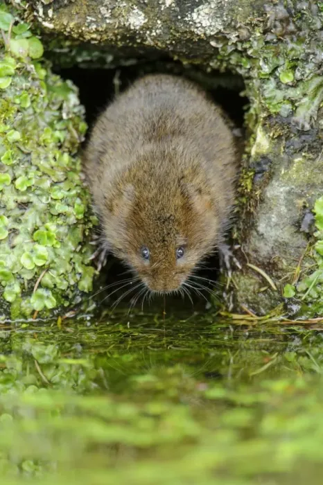 Framed Print : Water Vole (Arvicola terrestris) adult, at hole entrance on canal bank, Cromford Canal, Derbyshire, England, March Framed Print : Water Vole (Arvicola terrestris) adult, at hole entrance on canal bank, Cromford Canal, Derbyshire, England, March