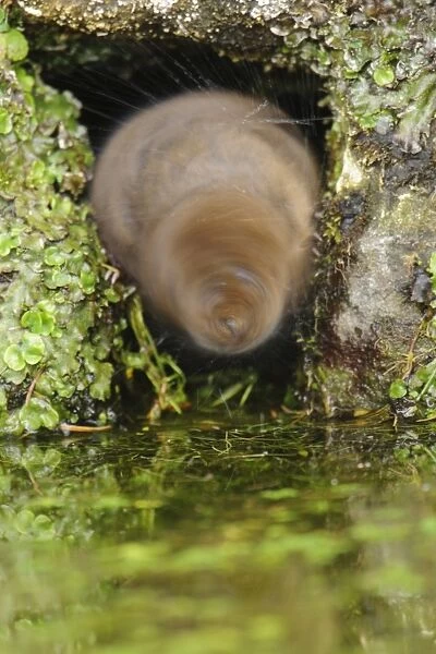Water Vole (Arvicola terrestris) adult, shaking water from fur, at hole entrance on canal bank, Cromford Canal