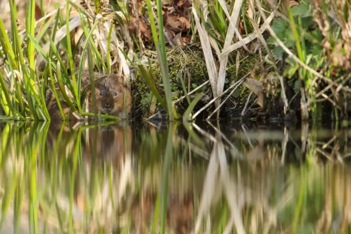 Framed Print : Water Vole (Arvicola terrestris) adult, feeding on reeds at edge of canal bank, Cromford Canal, Derbyshire, England Framed Print : Water Vole (Arvicola terrestris) adult, feeding on reeds at edge of canal bank, Cromford Canal, Derbyshire, England
