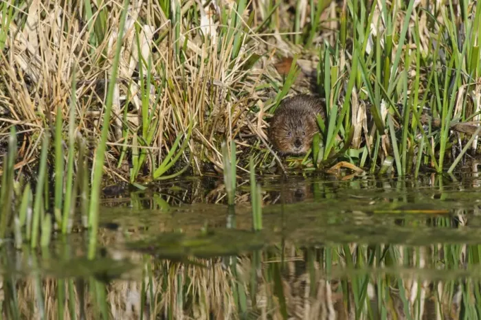 Framed Print : Water Vole (Arvicola terrestris) adult, standing in reedbed on canal bank, Cromford Canal, Derbyshire, England, March Framed Print : Water Vole (Arvicola terrestris) adult, standing in reedbed on canal bank, Cromford Canal, Derbyshire, England, March
