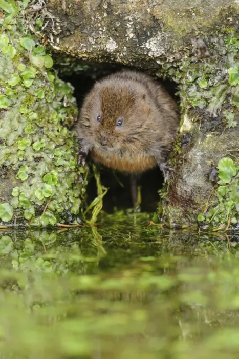 Framed Print : Water Vole (Arvicola terrestris) adult, at hole entrance on canal bank, Cromford Canal, Derbyshire, England, March
