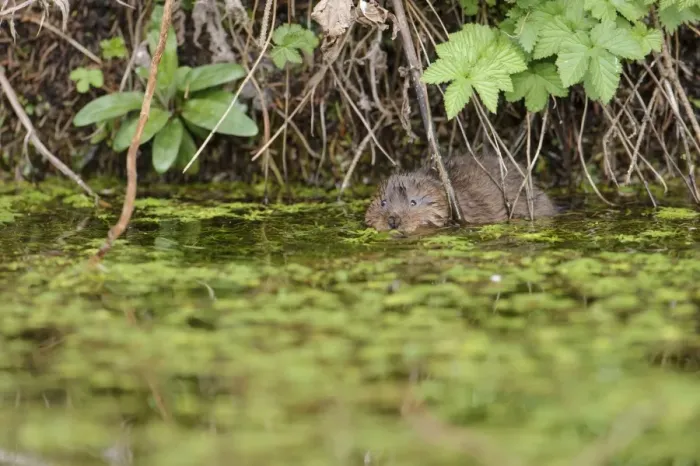Framed Print : Water Vole (Arvicola terrestris) adult, swimming amongst waterweed at surface of water, Cromford Canal, Derbyshire Framed Print : Water Vole (Arvicola terrestris) adult, swimming amongst waterweed at surface of water, Cromford Canal, Derbyshire