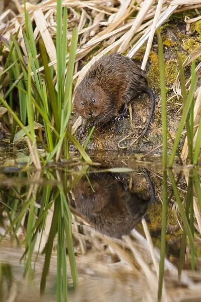 Water Vole (Arvicola terrestris) adult, standing on canal bank with reflection in water, Cromford Canal, Derbyshire