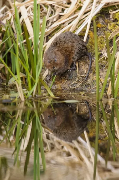 Framed Print : Water Vole (Arvicola terrestris) adult, standing on canal bank with reflection in water, Cromford Canal, Derbyshire Framed Print : Water Vole (Arvicola terrestris) adult, standing on canal bank with reflection in water, Cromford Canal, Derbyshire