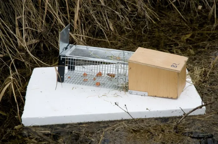 Framed Print : Water Vole (Arvicola terrestris) baited trap on polystyrene float in reedbed ditch Framed Print : Water Vole (Arvicola terrestris) baited trap on polystyrene float in reedbed ditch