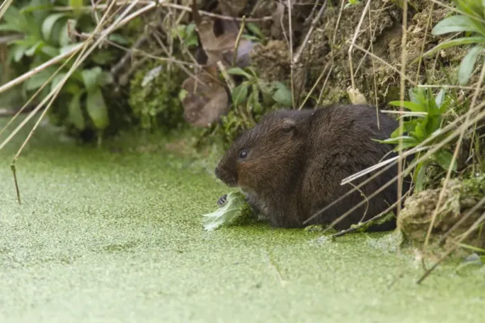 Framed Print : Water Vole eating a leaf in pond covered with duckweed Framed Print : Water Vole eating a leaf in pond covered with duckweed