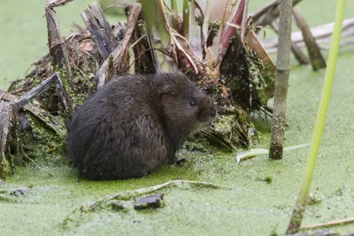 Framed Print : Water Vole in pond covered with duckweed Framed Print : Water Vole in pond covered with duckweed