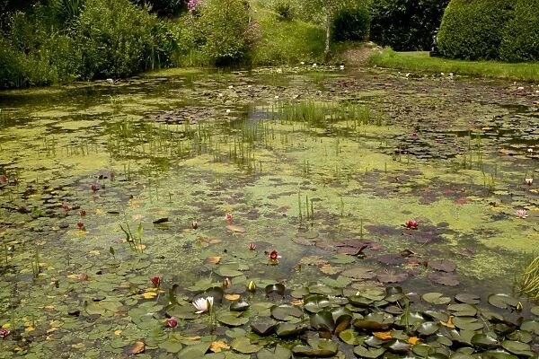 Waterlilies flowering in large garden pond, Waterlily Lake, Bennetts Water Gardens, Weymouth, Dorset, England, July